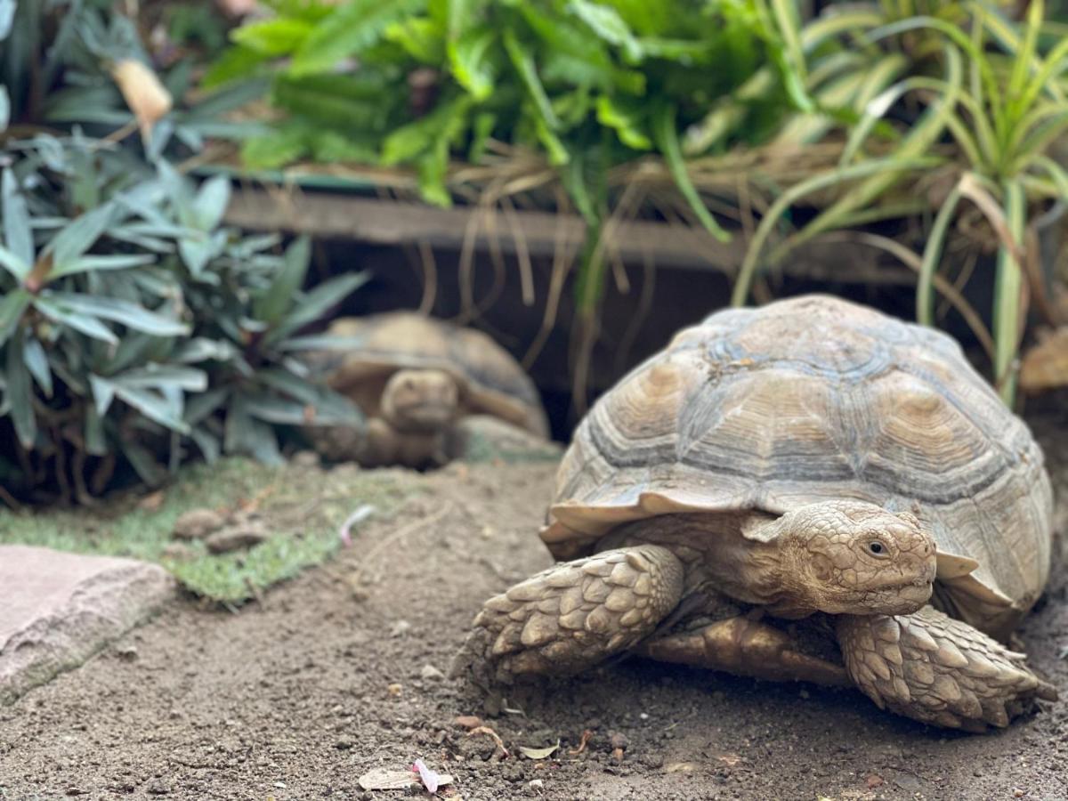 ホテル Turtle Bay Eco Luxe Hua Hin カオタオ エクステリア 写真